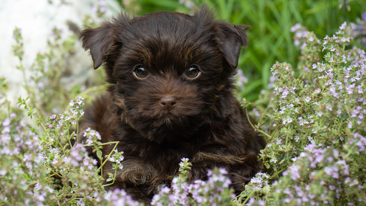 chocolate yorkshire terrier puppy in the garden