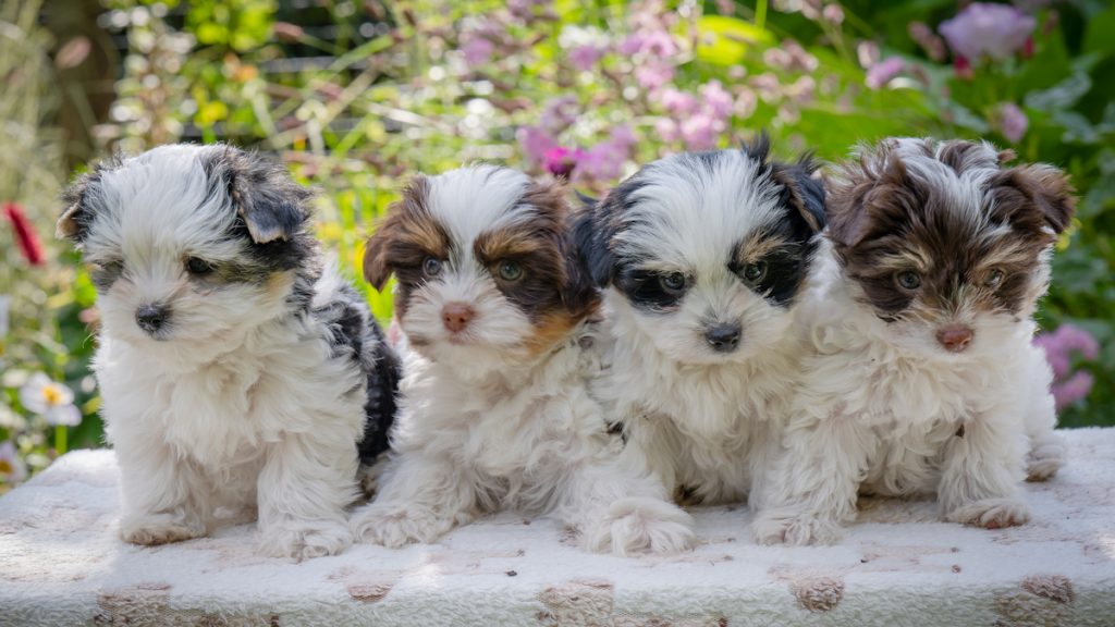 Jana’s Biewer & Biro Puppies have arrived safely