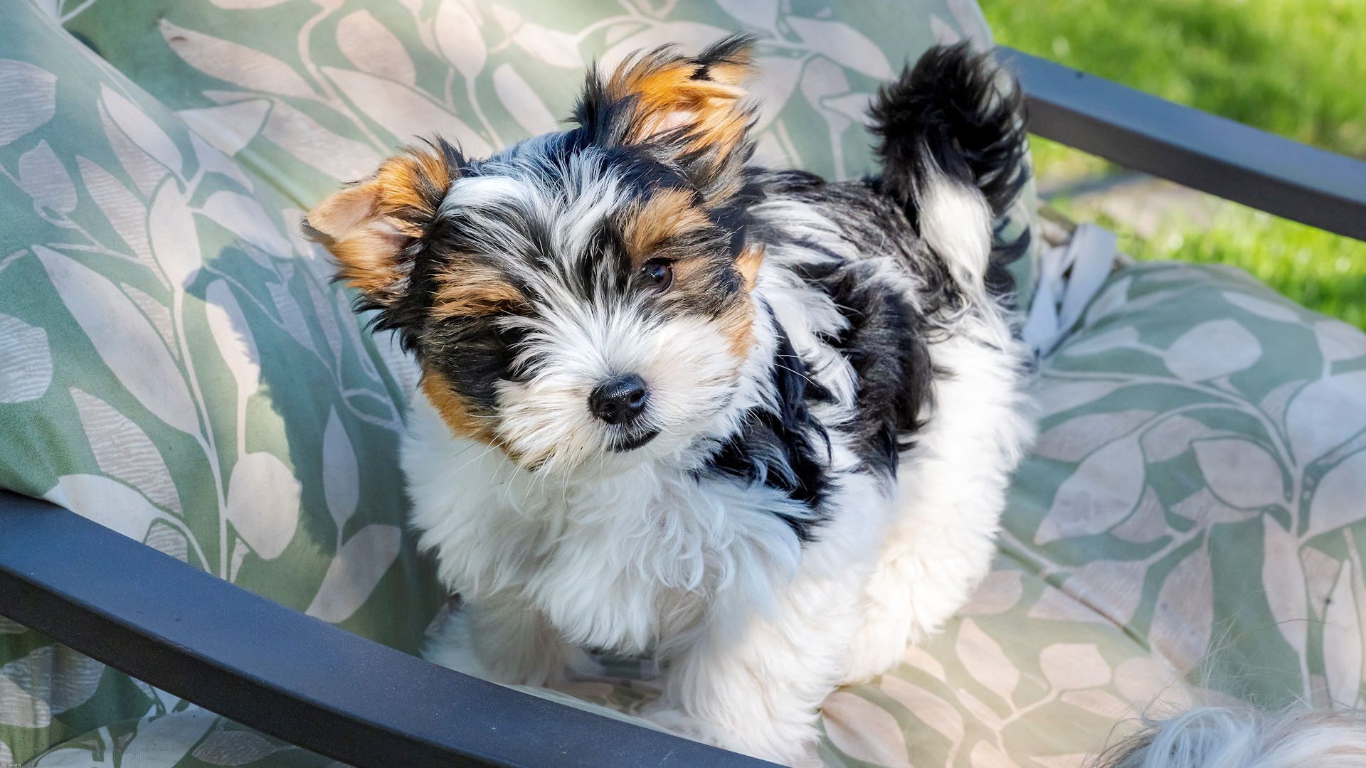 Biewer Terrier Stud Dog located in Scotland