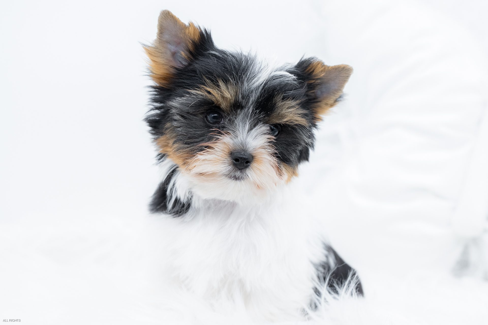 Josie - Parti Colourful Yorkshire Terrier teacup tri coloured Yorkshire Terrier