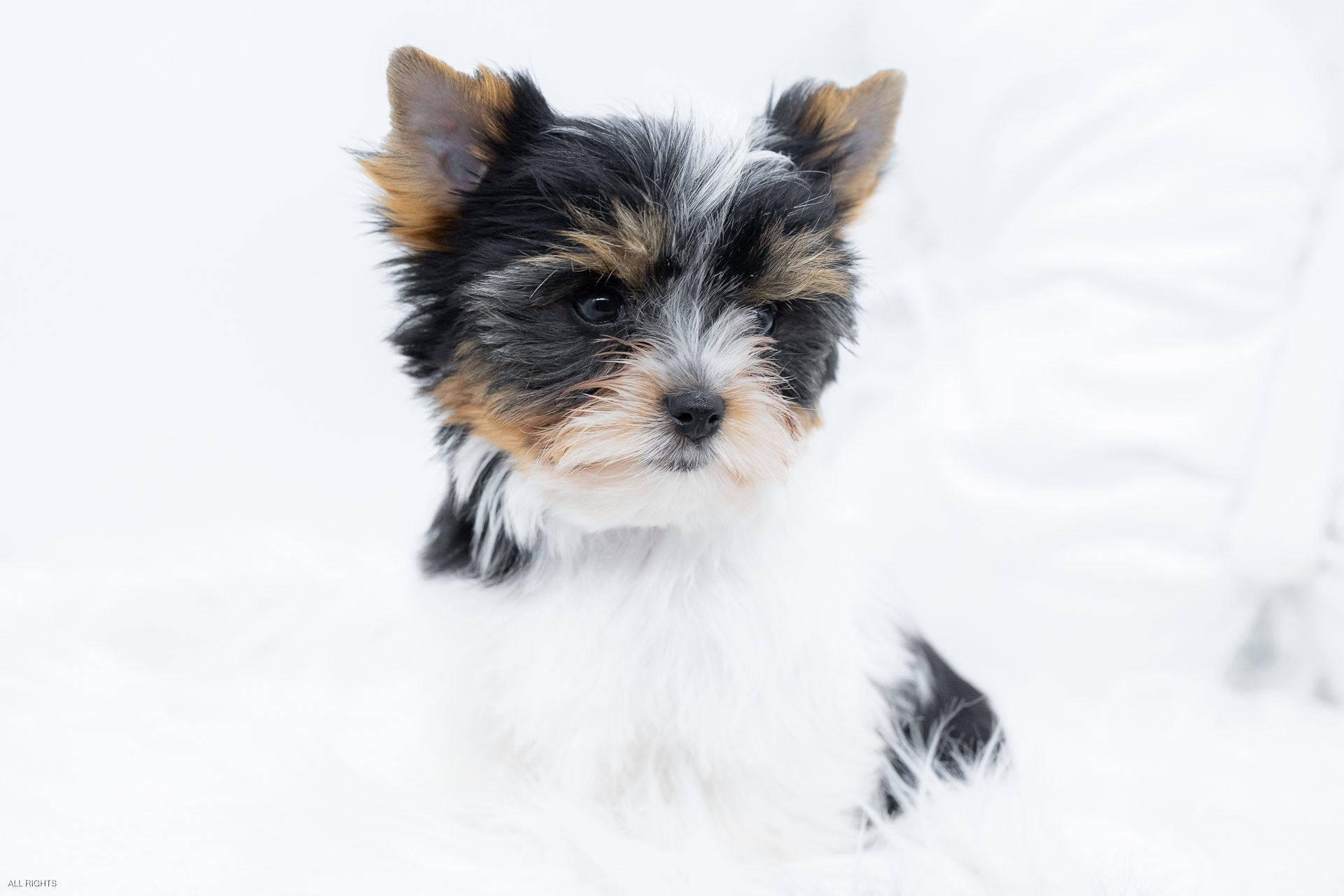 Jossie-5142