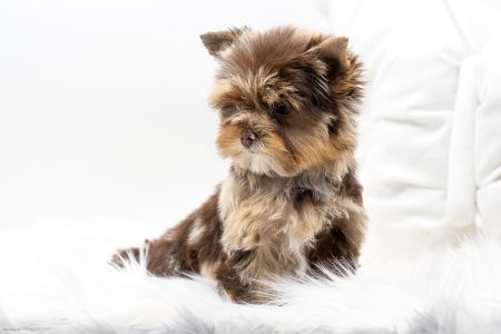 Puppies For Sale