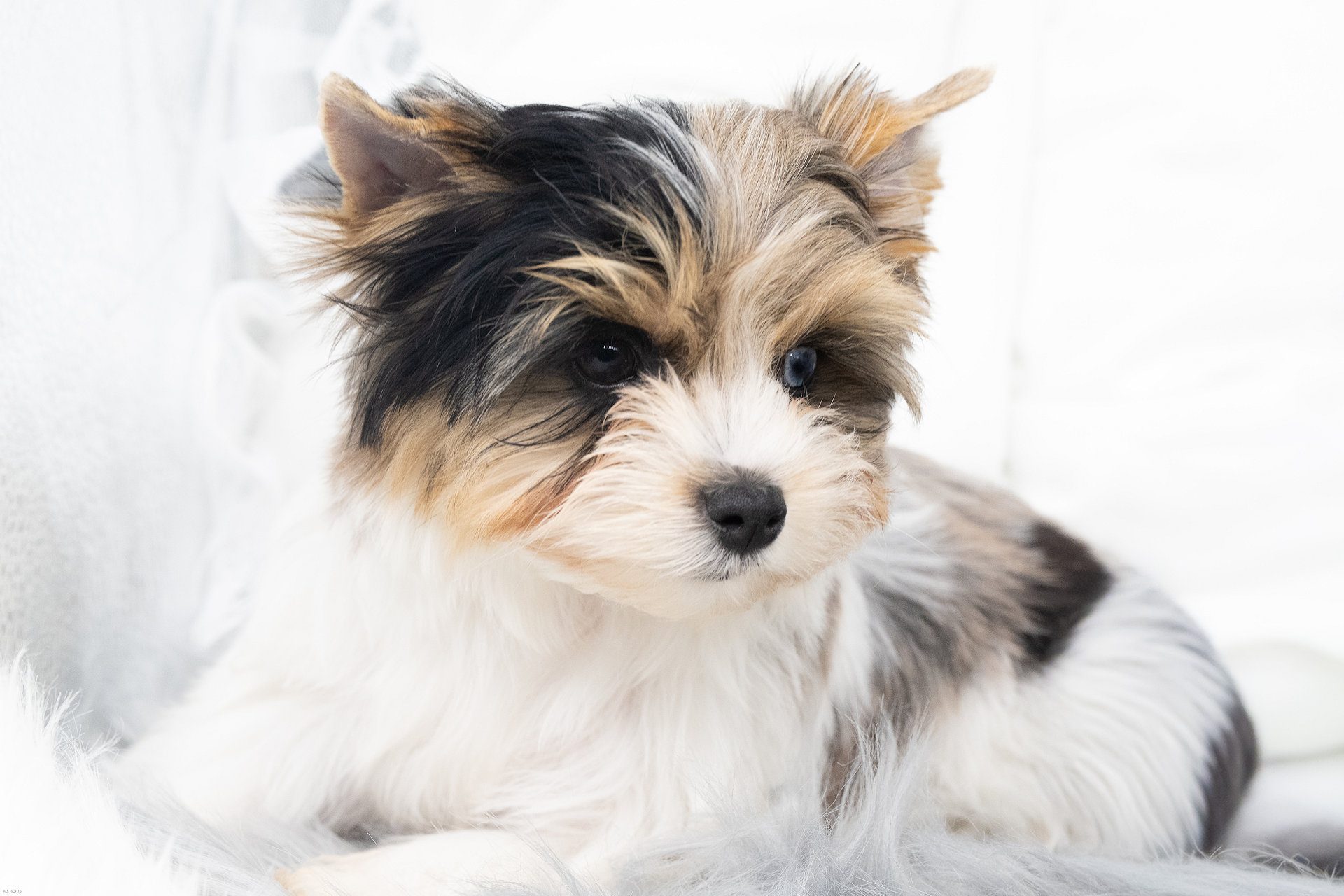 Blue Eyed Merle colourful yorkshire terrier puppy with one blue eye