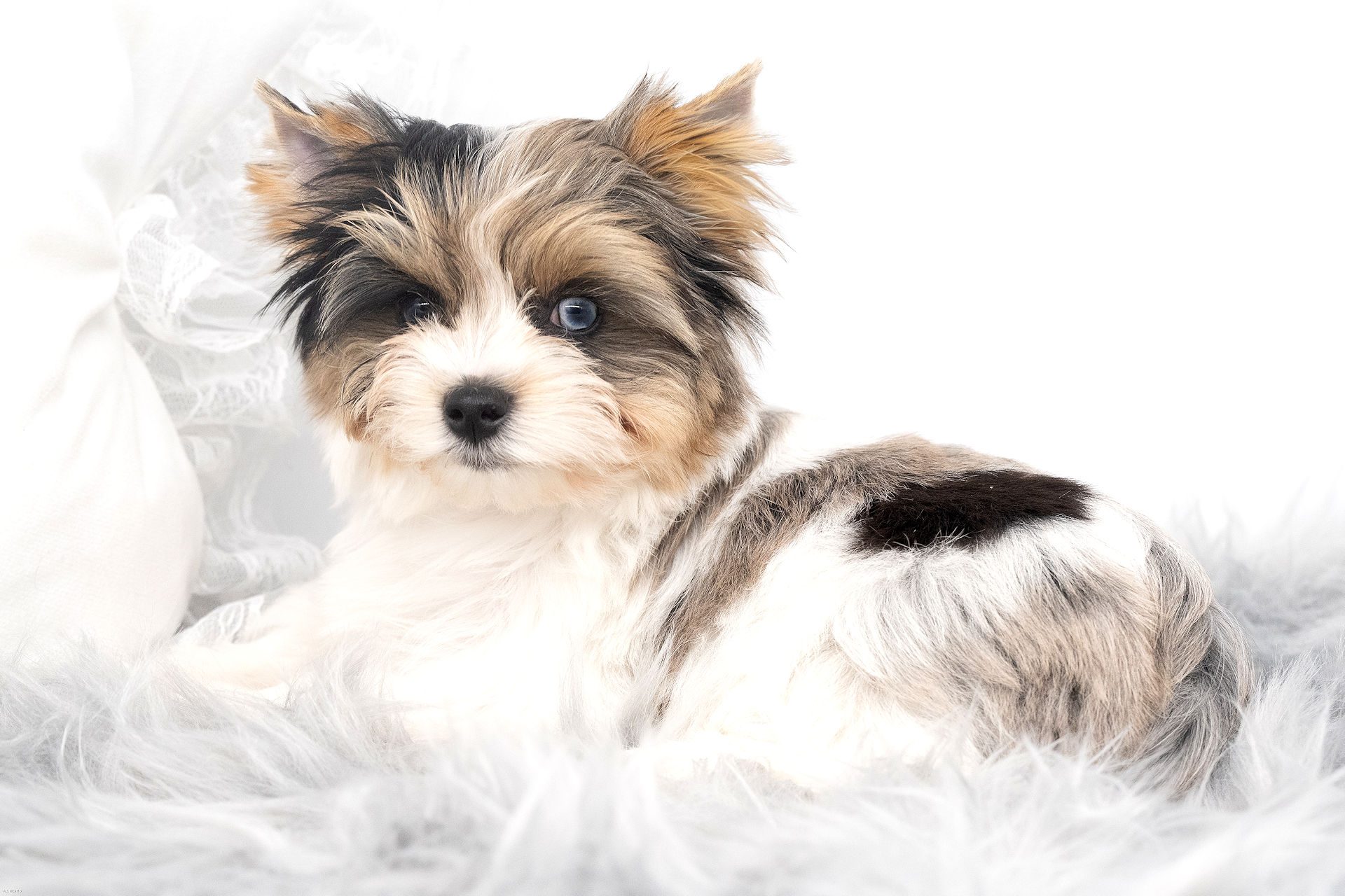 Jezebel - One Blue Eyed Blueberry Colourful Yorkshire Terrier colourful yorkshire terrier puppy with one blue eye