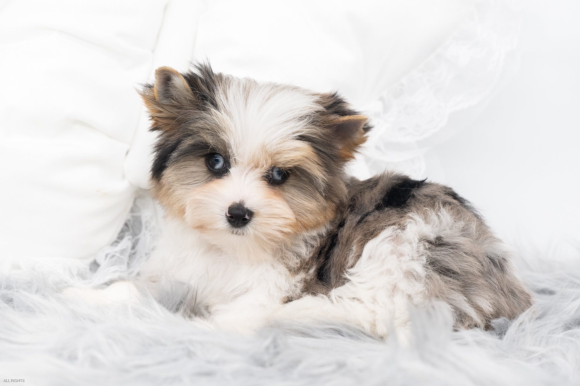 jezebelle-5320 Blue Diamon Blue Eyed Merle Colourful Yorkshire Terrier