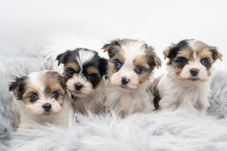 Puppies For Sale