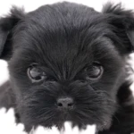 Four Week Old All Black Yorkshire Terrier Puppy This is a photograph of an all-black Yorkshire Terrier puppy with very dark almost black eyes sparkling in the light. The ears are held up but not yet pricked upright. The gaze of the puppy is very intense