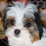 Perthshire Toy Terrier