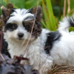 Colour Me In Razzmatazz Biewer Yorkie Puppy