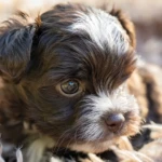 Chocolate & White Yorkshire Terrier Puppy Queen Of Hearts