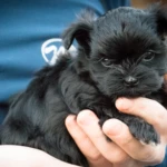All-Black Yorkshire Terrier Puppy