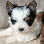 Biewer Terrier Puppy Colour Me In Ulysses