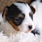 Colour Me In Rosalie