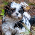 Colour me In Razzmatazz