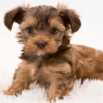 Colour Me In Benji Red Ocean Pearl Colourful Yorkshire Terrier Puppy