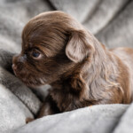 Chocolate Yorkshire Terrier Puppies