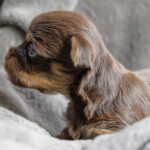 Chocolate Yorkshire Terrier Puppies