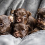 Madonna's Chocolate Yorkshire Terrier Puppies