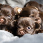Chocolate Yorkshire Terrier Puppies