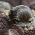 Chocolate Yorkshire Terrier Puppies