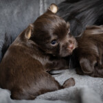 Chocolate Yorkshire Terrier Puppies