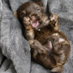 Chocolate Yorkshire Terrier Puppies