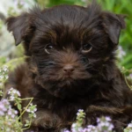 Colour Me In Tia Maria