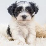 Colourful Yorkshire Terrier Puppy