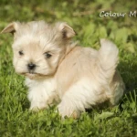 Golddust Yorkshire Terrier Puppy Colour Me In Cisco