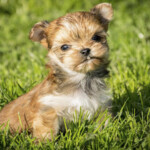 Red Ocean Pearl Colourful Yorkshire Terrier Colour Me In Chico