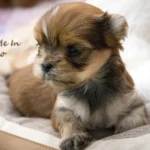 Red Ocean Pearl Colourful Yorkshire Terrier Colour Me In Chico