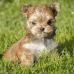 Red Ocean Pearl Colourful Yorkshire Terrier